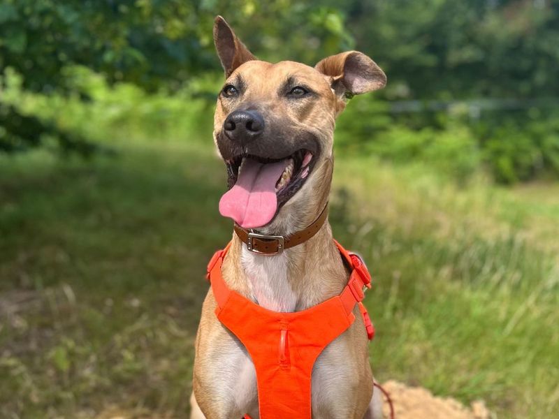 Charlie Harley | Lurcher | Snetterton (Norfolk) - 7