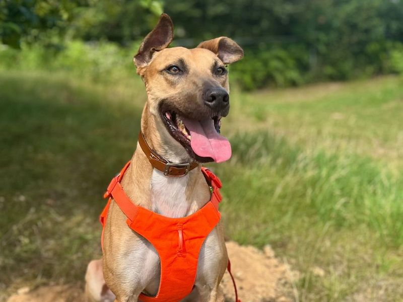 Charlie Harley | Lurcher | Snetterton (Norfolk) - 1