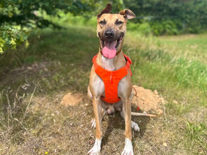 Charlie Harley | Lurcher | Snetterton (Norfolk) - 6