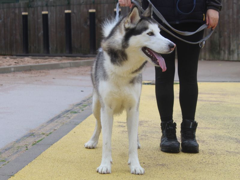Alaskan Malamute for adoption in Manchester, Greater Manchester – 4 years old - Image 2 of 2
