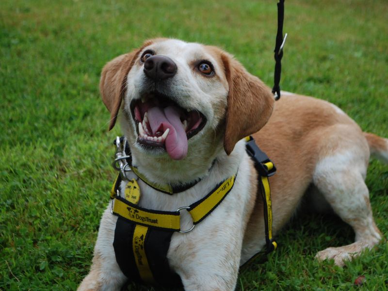 Beagle for adoption in Newbury, Berkshire – 5 years old - Image 4 of 4