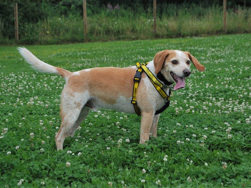 Bailey for sale in Newbury, Berks - Image 3