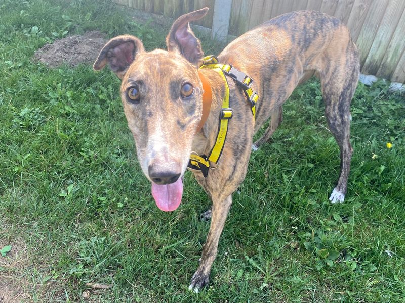 Greyhound for adoption in Snetterton, Norfolk – 6 years old - Image 4 of 4
