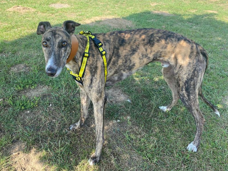 Greyhound for adoption in Snetterton, Norfolk – 6 years old - Image 3 of 4
