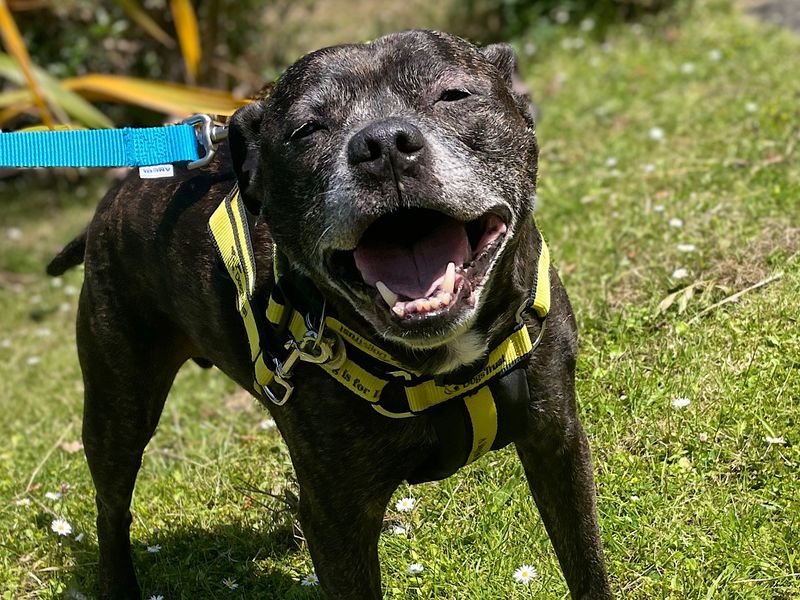 Staffordshire Bull Terrier for adoption in Chestfield, Kent – 15 years old - Image 3 of 3