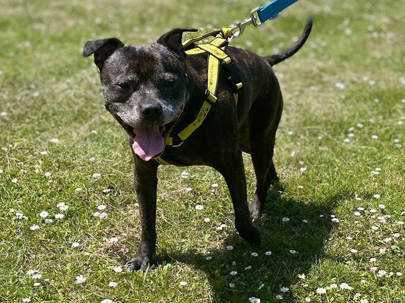 Staffordshire Bull Terrier for adoption in Chestfield, Kent – 15 years old - Image 1 of 3