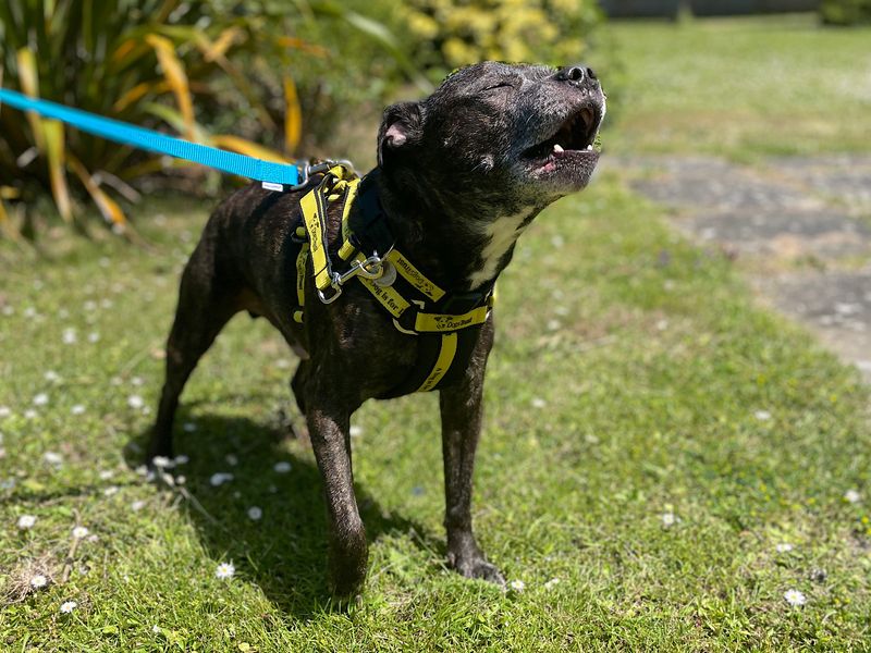 Staffordshire Bull Terrier for adoption in Chestfield, Kent – 15 years old - Image 2 of 3