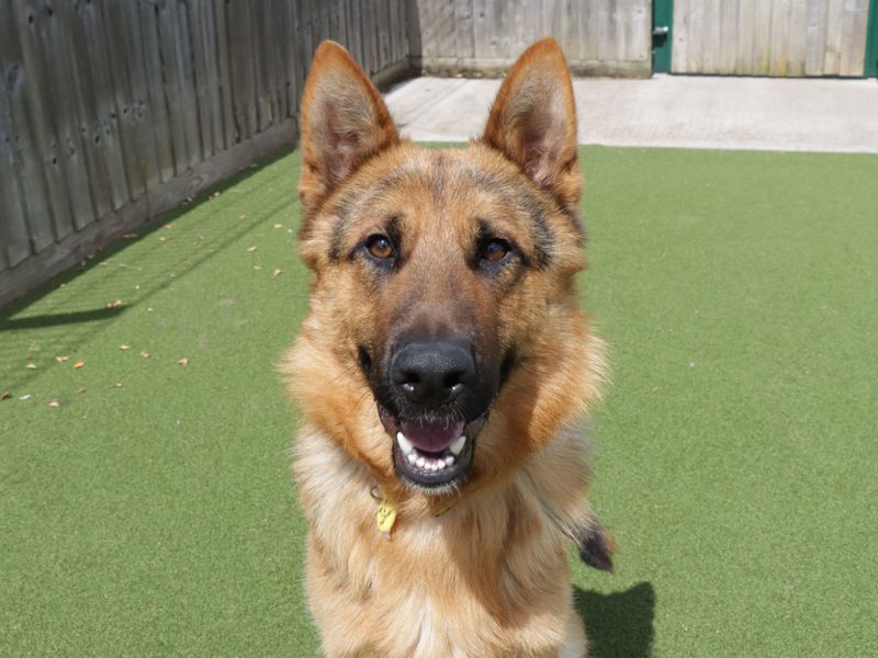 German Shepherd for adoption in Evesham, Worcestershire – 2 years old - Image 2 of 10