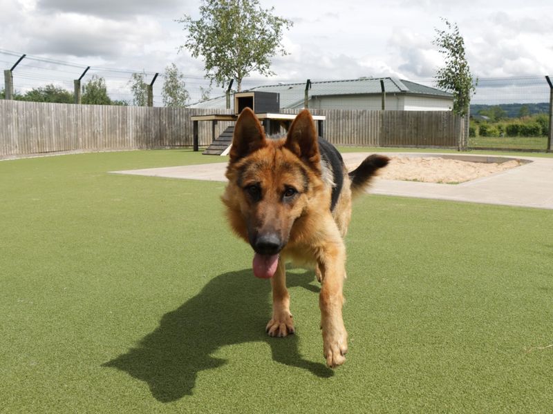 German Shepherd for adoption in Evesham, Worcestershire – 2 years old - Image 1 of 10