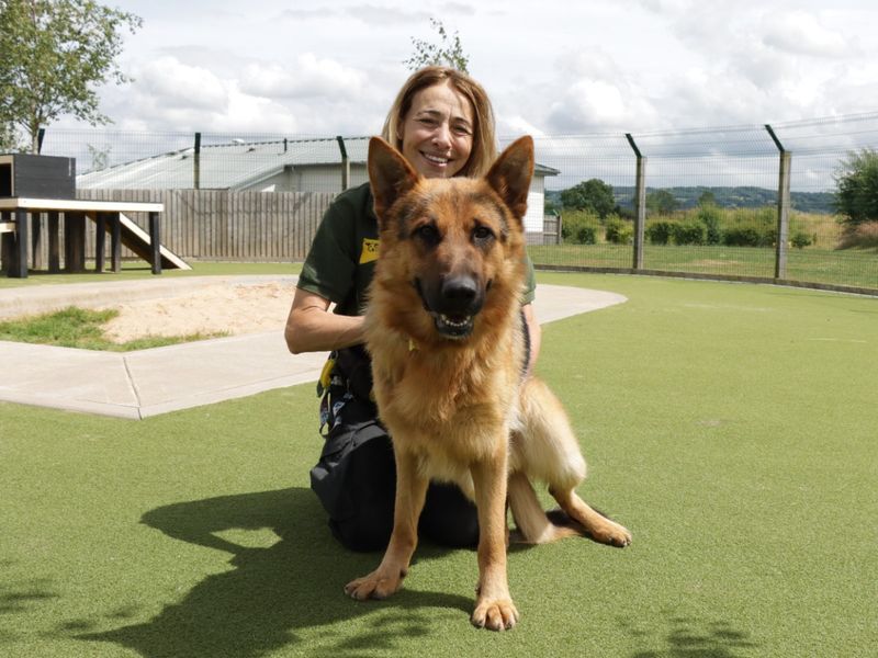 German Shepherd for adoption in Evesham, Worcestershire – 2 years old - Image 6 of 10