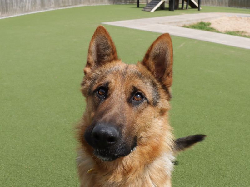 German Shepherd for adoption in Evesham, Worcestershire – 2 years old - Image 5 of 10