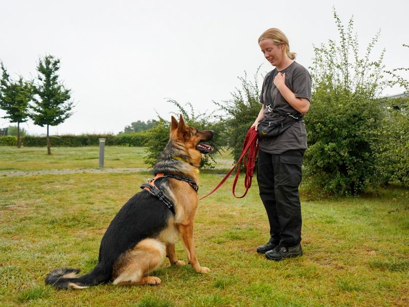 German Shepherd for adoption in Evesham, Worcestershire – 2 years old - Image 9 of 10
