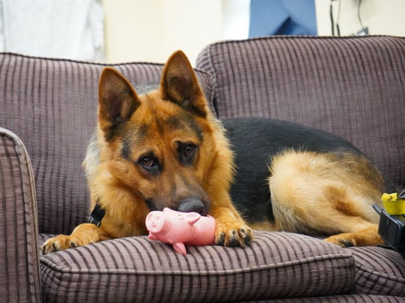 German Shepherd for adoption in Evesham, Worcestershire – 2 years old - Image 10 of 10