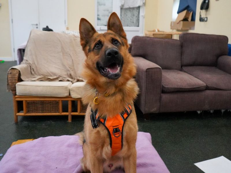 German Shepherd for adoption in Evesham, Worcestershire – 2 years old - Image 4 of 10