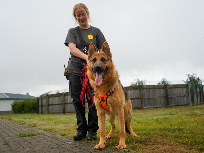 German Shepherd for adoption in Evesham, Worcestershire – 2 years old - Image 7 of 10