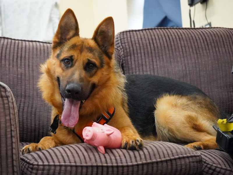 German Shepherd for adoption in Evesham, Worcestershire – 2 years old - Image 3 of 10