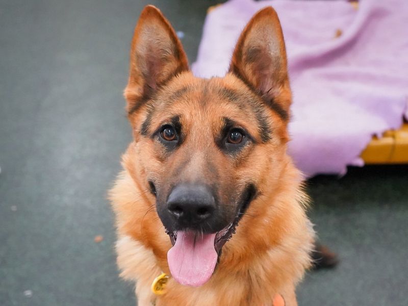 German Shepherd for adoption in Evesham, Worcestershire – 2 years old - Image 8 of 10