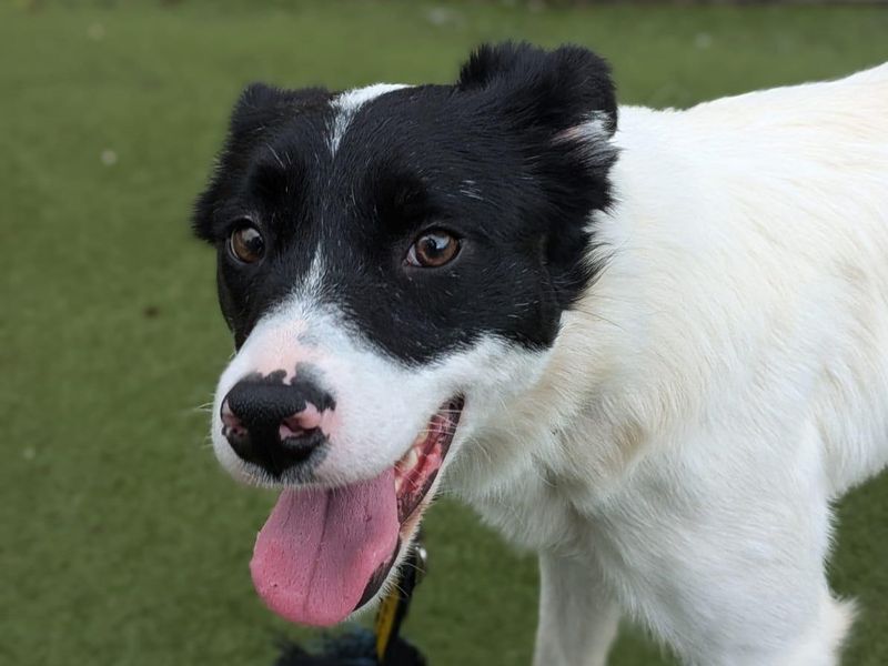 Border Collie for adoption in Manchester, Greater Manchester – 3 years old - Image 4 of 5