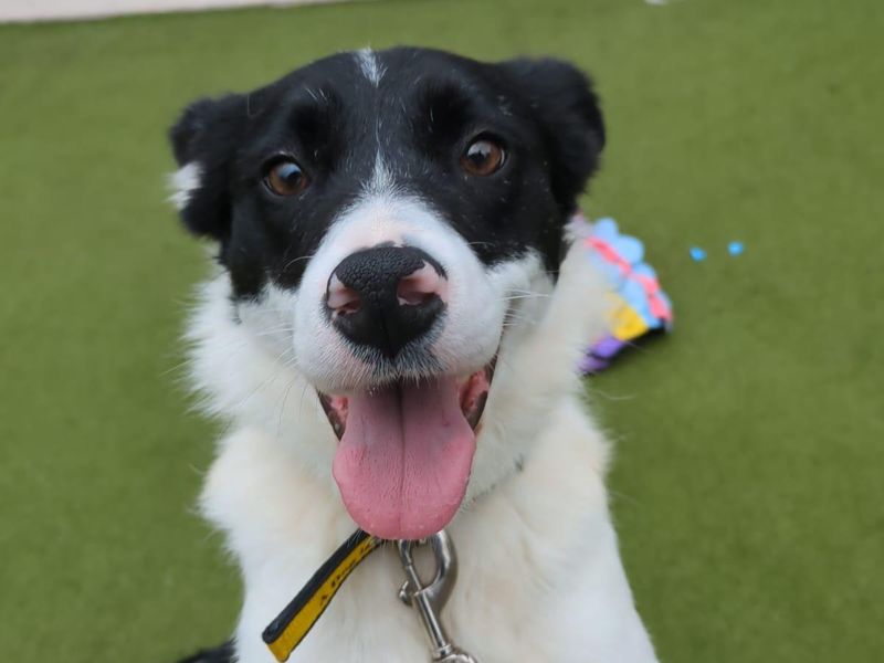 Border Collie for adoption in Manchester, Greater Manchester – 3 years old - Image 1 of 5