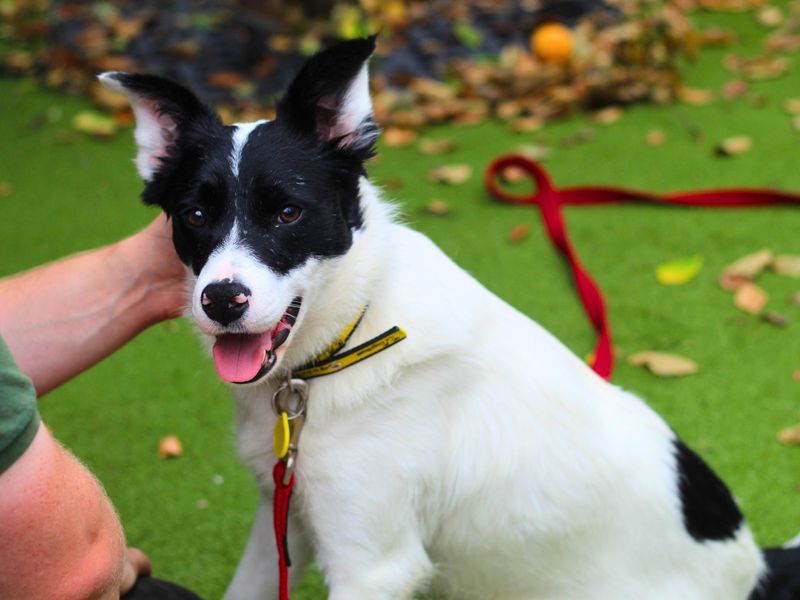 Border Collie for adoption in Manchester, Greater Manchester – 3 years old - Image 2 of 5