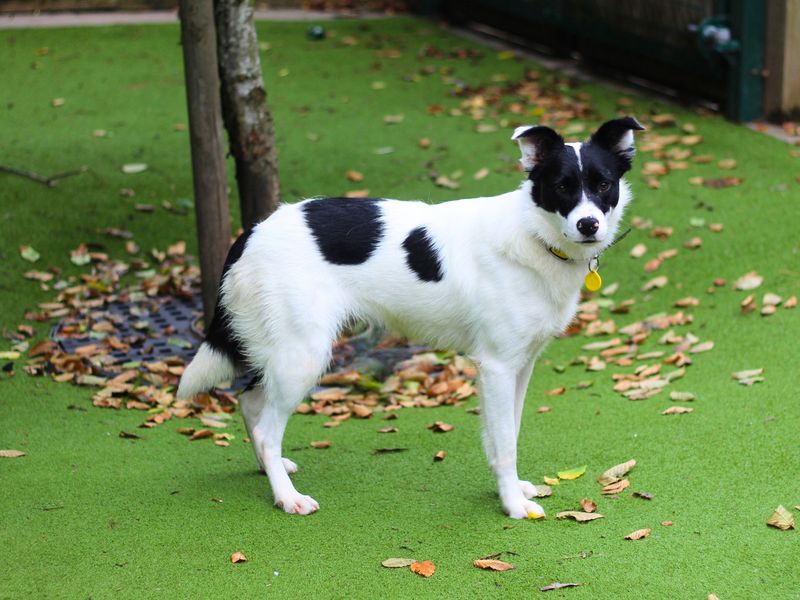 Border Collie for adoption in Manchester, Greater Manchester – 3 years old - Image 5 of 5