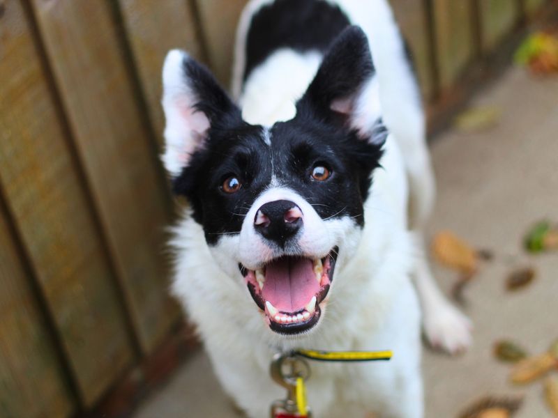 Border Collie for adoption in Manchester, Greater Manchester – 3 years old - Image 3 of 5