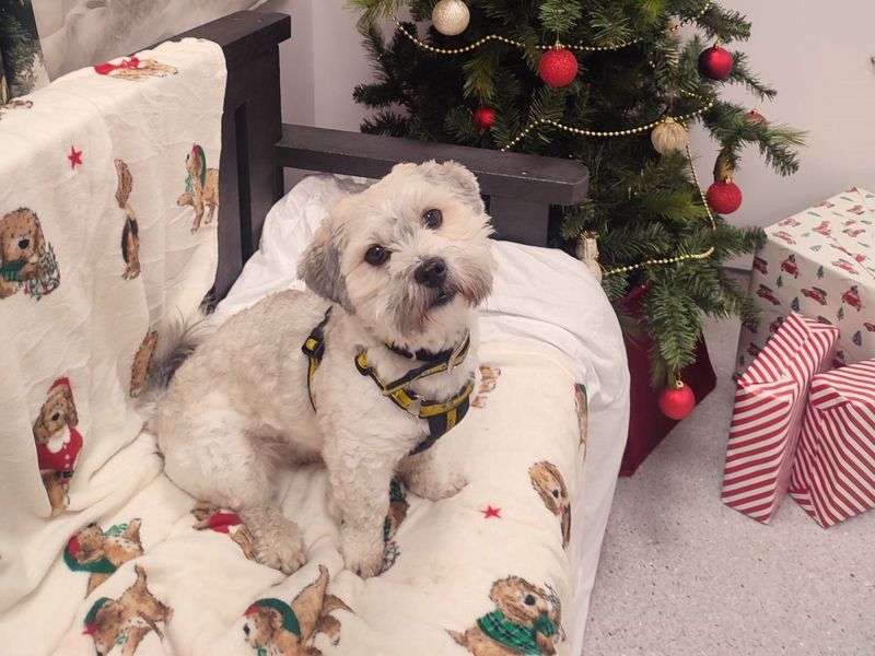 Murphy | Bichon Frise Cross | Ballymena (Northern Ireland) - 1