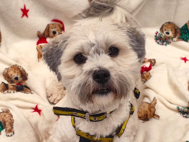 Murphy | Bichon Frise Cross | Ballymena (Northern Ireland) - 1