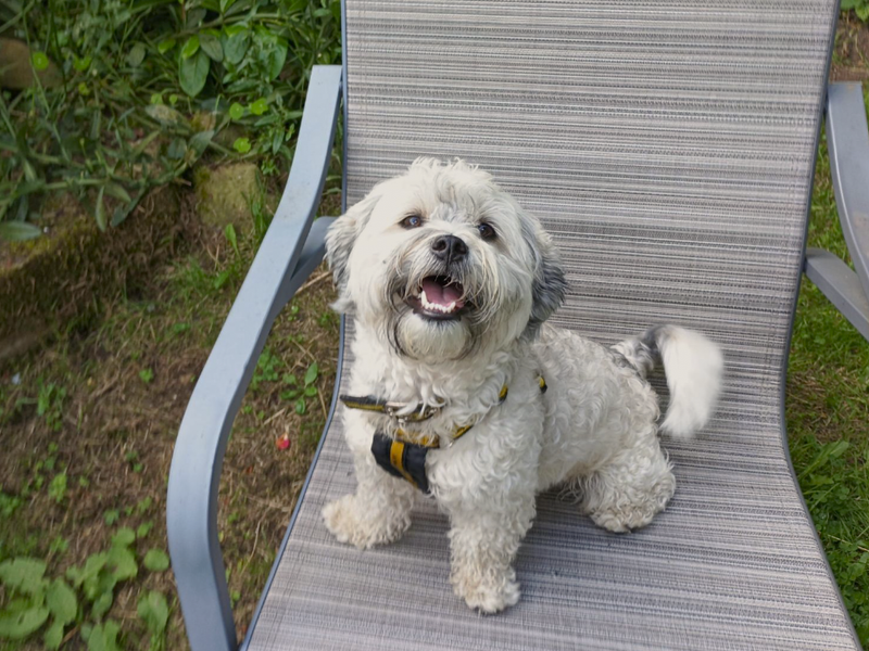 Murphy | Bichon Frise Cross | Ballymena (Northern Ireland) - 1
