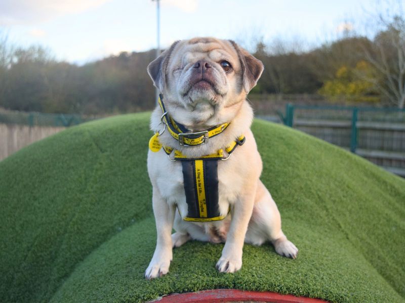 Pug for adoption in Uxbridge, London – 6 years old - Image 2 of 3