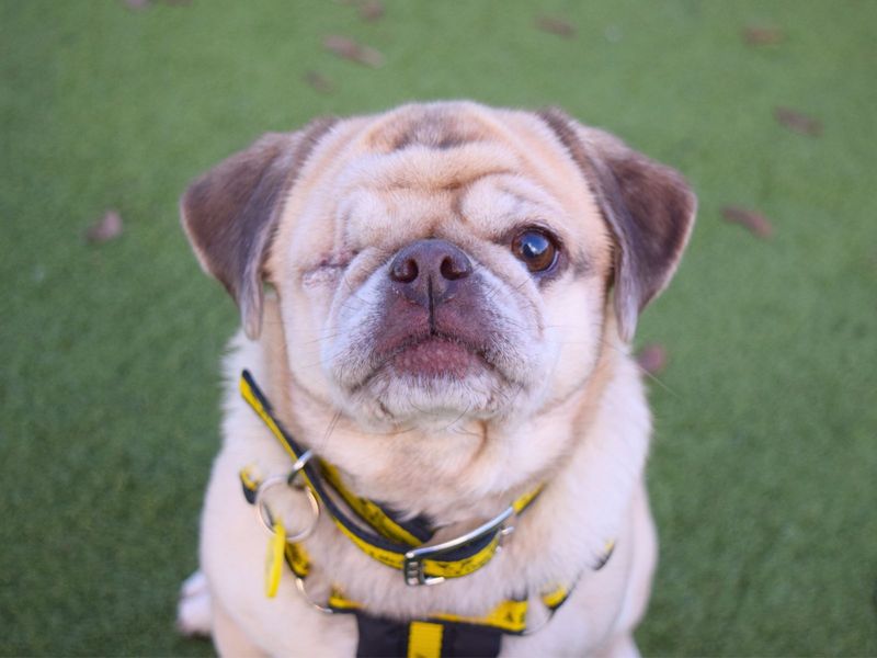 Pug for adoption in Uxbridge, London – 6 years old - Image 1 of 3