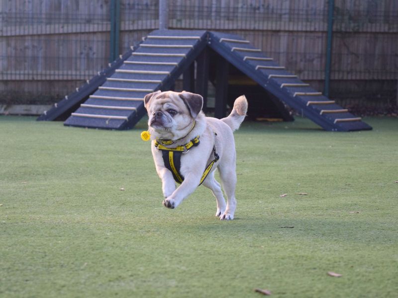Pug for adoption in Uxbridge, London – 6 years old - Image 3 of 3