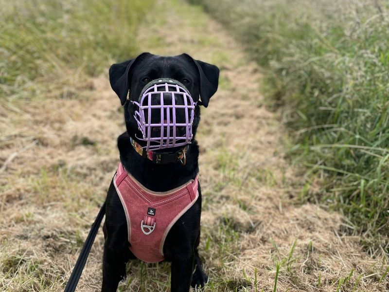 Rottweiler for adoption in Shoreham by Sea, West Sussex – 5 years old - Image 2 of 3