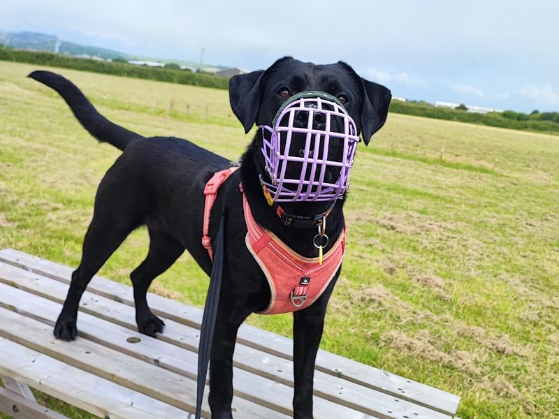 Rottweiler for adoption in Shoreham by Sea, West Sussex – 5 years old - Image 3 of 3