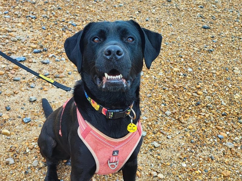 Rottweiler for adoption in Shoreham by Sea, West Sussex – 5 years old