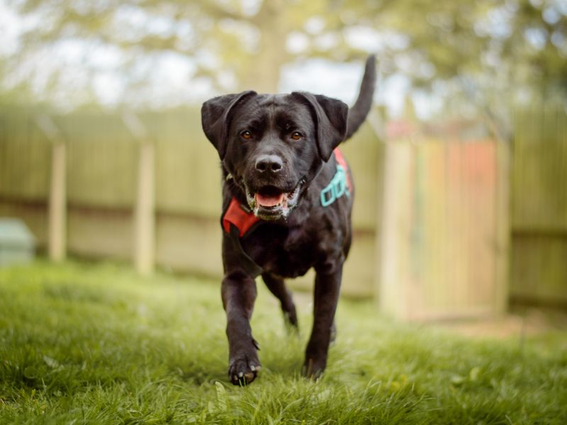 Bella Boo | Retriever (Labrador) Cross | Kenilworth (West Midlands) - 1