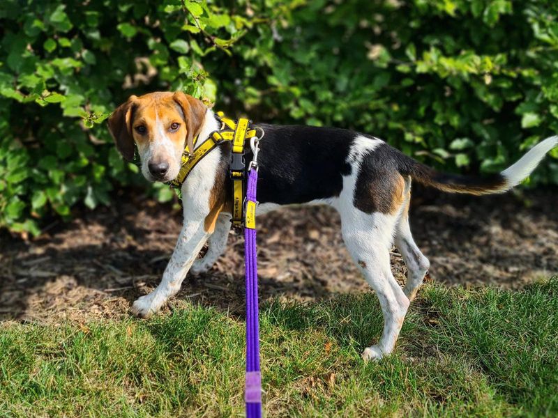 Beagle for adoption in Cardiff, Glamorgan – 1 year old - Image 5 of 6