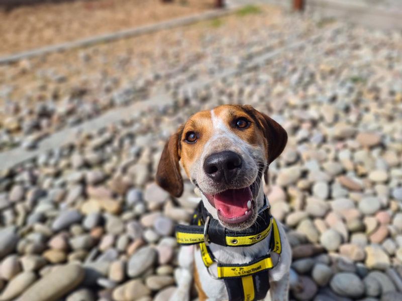 Beagle for adoption in Cardiff, Glamorgan – 1 year old - Image 1 of 6