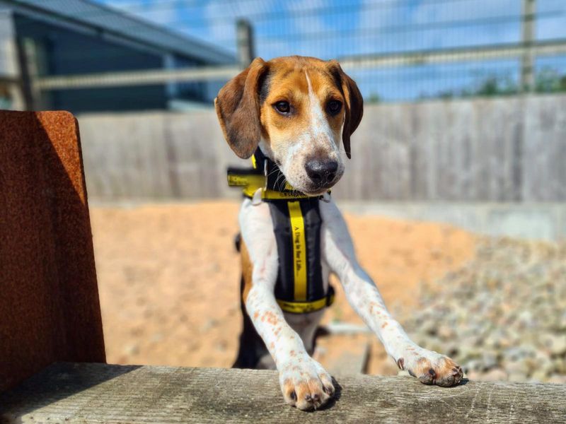 Beagle for adoption in Cardiff, Glamorgan – 1 year old - Image 4 of 6