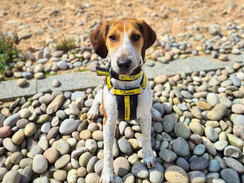 Beagle for adoption in Cardiff, Glamorgan – 1 year old - Image 2 of 6