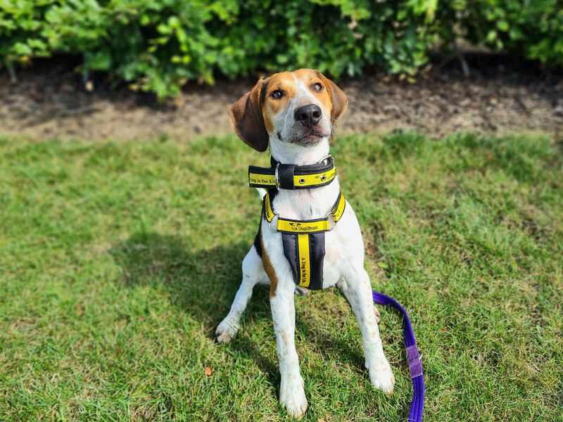 Beagle for adoption in Cardiff, Glamorgan – 1 year old - Image 3 of 6