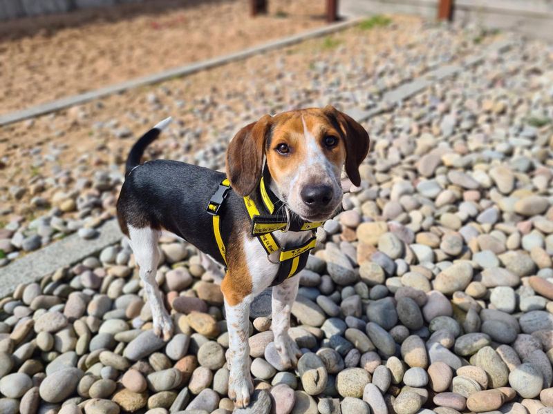 Beagle for adoption in Cardiff, Glamorgan – 1 year old - Image 6 of 6