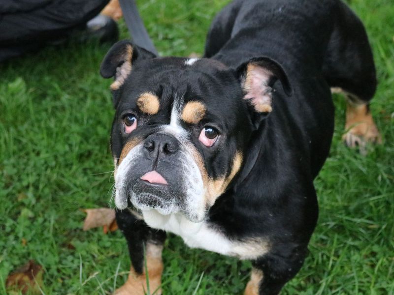 English Bulldog for adoption in Glasgow, Scotland – 4 years old - Image 1 of 2