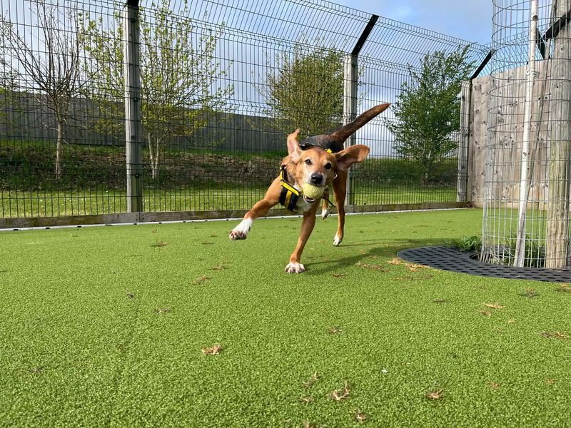 Maxi | Harrier Cross | Evesham (Worcestershire) - 1