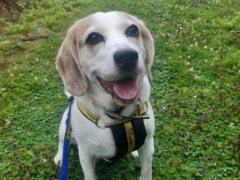 Beagle for adoption in Shoreham by Sea, West Sussex – 8 years old - Image 1 of 2