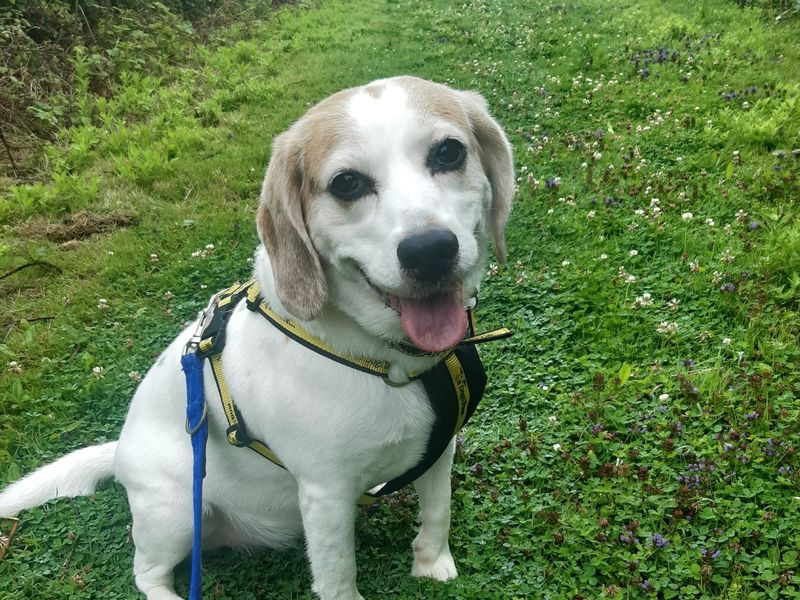 Beagle for adoption in Shoreham by Sea, West Sussex – 8 years old - Image 2 of 2