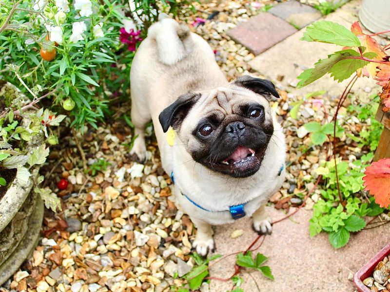Pug for adoption in Evesham, Worcestershire – 3 years old - Image 2 of 2