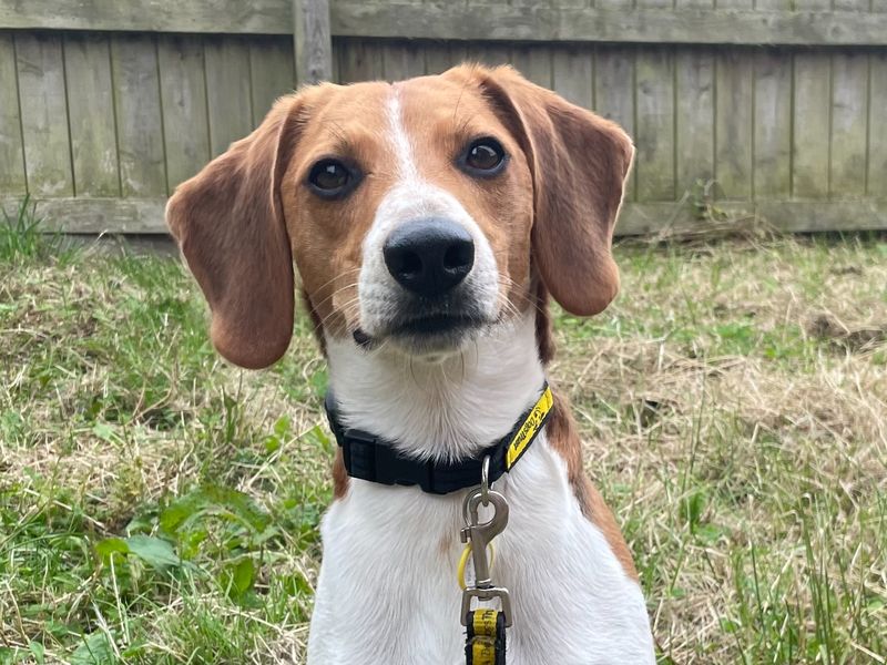Beagle for adoption in Wymeswold, Leicestershire – 5 years old - Image 4 of 7