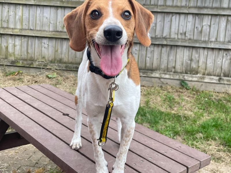 Beagle for adoption in Wymeswold, Leicestershire – 5 years old - Image 7 of 7