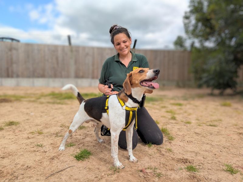 Beagle for adoption in Wymeswold, Leicestershire – 5 years old - Image 6 of 7